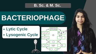 BACTERIOPHAGE  Lytic Cycle  Lysogenic Cycle  B Sc amp M Sc [upl. by Asilat]