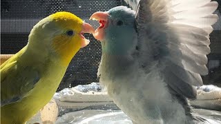 Parrotlet Talking amp Singing  Parrotlets Whistling [upl. by Ellienad992]