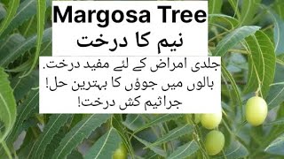 neem margosaneem leavesنیم کے پتےneembenefits of neem leavesneem benefitsyoutube videos [upl. by Arym]