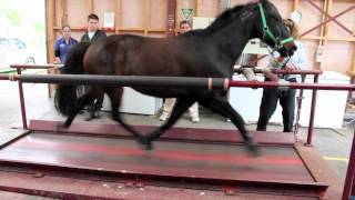 Horse on a treadmill [upl. by Ottavia274]