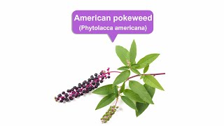 Freedom extreme cleansing purging banishingAmerican Pokeweed [upl. by Aneleh]