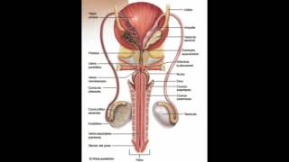 ANATOMÍA APARATO REPRODUCTOR MASCULINO FT EQUIPO 2 UCQB [upl. by Nielson]