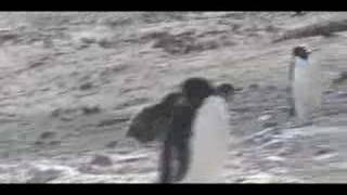 Adelie Penguin Feeding Chase [upl. by Cod]