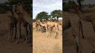 311 camels camelinthedesert shortvideos [upl. by Stochmal]