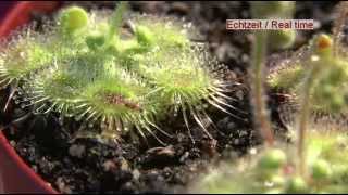 Carnivorous Plant Drosera Glanduligera Use Tentacles To Capture Insect [upl. by Asert]