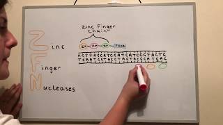 Genome Editing Techniques ZFNs TALENs and CRISPR [upl. by Nelrac]