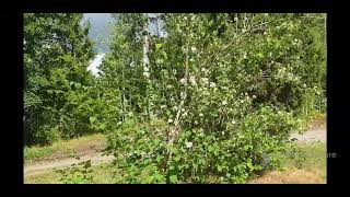 Pruning large Philadelphus coronarius [upl. by Lexa459]