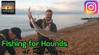 Sea Fishing UK  Reculver Kent  An Evening Session For Hounds [upl. by Tsyhtema732]