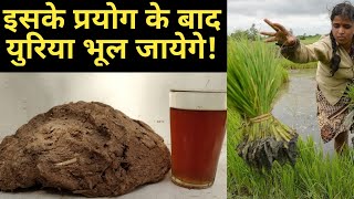 खेती में वरदान है ये जैविक फॉर्मूलाgibberellic acid as growth promoter in organic farming [upl. by Airdnek669]