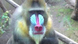 Mandrills  Very Colorful Monkeys [upl. by Hodges657]