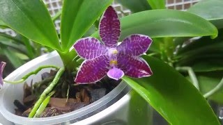 Phalaenopsis lueddemanniana [upl. by Eniroc]