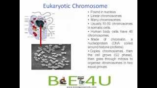 Difference between Prokaryotic and Eukaryotic Chromosomes  Cell Biology  biologyexams4u [upl. by Woodward]