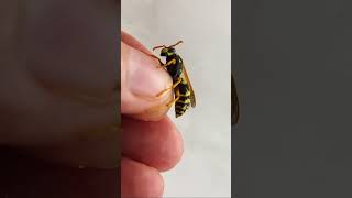 PAPER WASP IS INFECTED BY PARASITIC LARVA STREPSIPTERA INSIDE ITS ABDOMEN [upl. by Ekard]