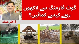 Bakri farming sy lakho kamain How to earn money from goat farming   Goat farming as a business [upl. by Akcir]