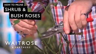 How To Prune Shrub And Bush Roses  Waitrose [upl. by Ayanad]