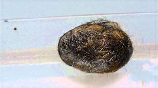 Caterpillar Cocoon Time Lapse [upl. by Gies]