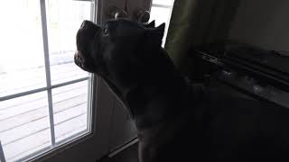 Cane Corso Growling [upl. by Boj]