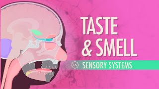 Taste amp Smell Crash Course Anatomy amp Physiology 16 [upl. by Aihtnys570]