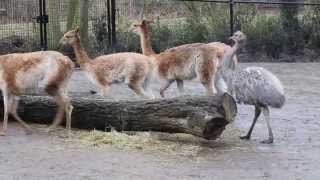 Vicuñas en Darwins nandoe  Vicuñas amp Darwins rhea Planckendael [upl. by Ranson800]