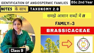 Brassicaceae Family 🏵️  Floral diagram and formulas  Taxonomy  Economic importance [upl. by Ahseinat]