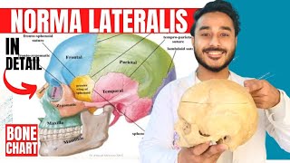 norma lateralis anatomy 3d  anatomy of norma lateralis of skull anatomy [upl. by Jeremiah982]