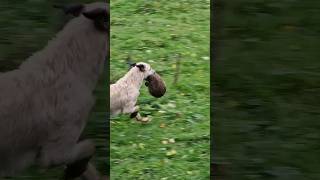 ferreting hunting rabbiting lurcher huntinguk workingdogs fieldsports ferrets rabbithunting [upl. by Giark]