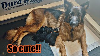 German Shepherd Delivers Puppies So Beautiful [upl. by Faber601]