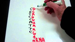 Decoding the Genetic Code from DNA to mRNA to tRNA to Amino Acid [upl. by Mcfarland295]