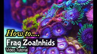 How To Frag Zoanthids [upl. by Shelagh]