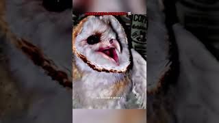 Birds screaming ☠️ trollface edit troll [upl. by Adnarym]