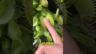 Ne Touchez Jamais Cette Plante Carnivore shorts [upl. by Oirelav]