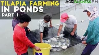 Tilapia Farming in Ponds Part 1  Tilapia Farming in the Philippines  Agribusiness Philippines [upl. by Beard]