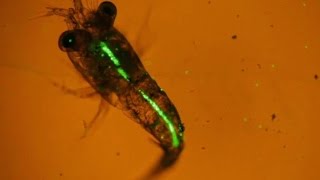 Plankton eating plastic caught on camera for the first time [upl. by Estelle]