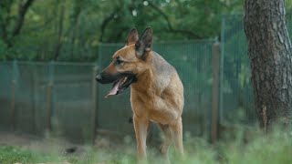 German shepherd ready for adoption [upl. by Ruomyes449]