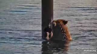 Bear 402 eats her salmon against a post Katmai 26 Sept 2024 exploreorg [upl. by Nogras]