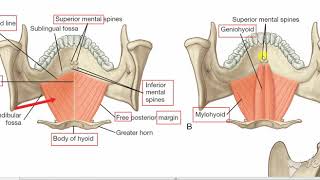 Suprahyoid muscles 2 [upl. by Hardi]