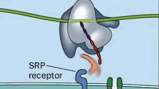 Reconnaissance du peptide Signal par lSRP [upl. by Robet493]