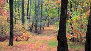 Mt Pleasant Tennessee 200 acre farm for sale Tennessee scenery [upl. by Tichonn673]