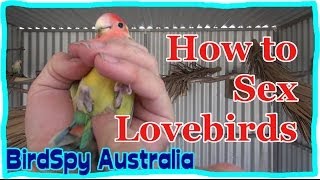 How to Sex Lovebirds  BirdSpyAus [upl. by Cruce135]