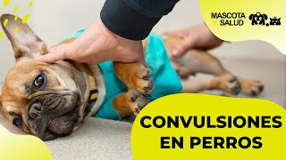 Convulsiones en Perros Causas Fases y Qué hacer  Mascota y Salud [upl. by O'Driscoll]