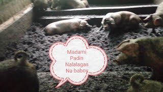 Madami padin nalalagas na inahin [upl. by Yrreiht578]