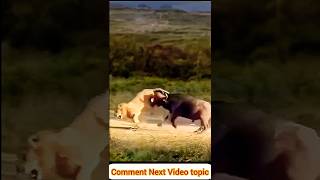 Buffalo vs Lion Incredible Showdown Ends with Lion Running for Its Life [upl. by Cockburn]