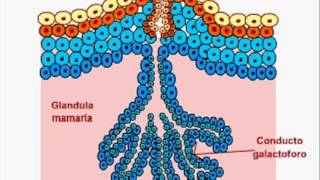 Desarrollo Embriologico de la piel y sus anexos [upl. by Wang]