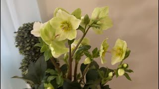 11 Hellebores at Trader Joe’s 😍 THREE ways to use Hellebores 🪴🌱 [upl. by Yrollam]