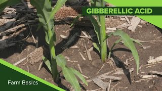 Gibberellic Acid  Plant Hormones Experiment [upl. by Dunson579]