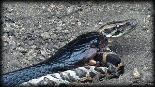 Indigo Snake Eats Python 03 Music [upl. by Laiceps]