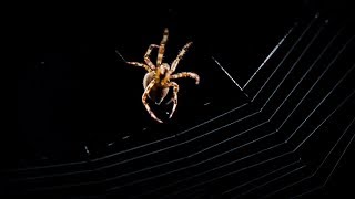 Spider Web Building Timelapse  BBC Earth [upl. by Oniuqa]