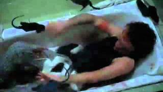 Rats Killers Rats Ratas Asesinas Tibor Takacs 2003  Trailer [upl. by Irahk]