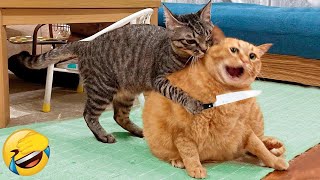 Best Funny Animals 2023 😍 Funniest Dogs and Cats 🐶😻 Part 39 [upl. by Resaec]