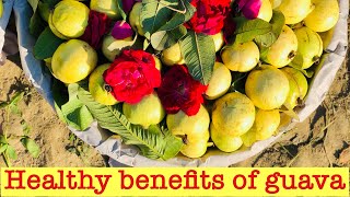 Amrood Khane ke Fayde  Benefits of Eating Guava  Amrood Benefits [upl. by Erkan]